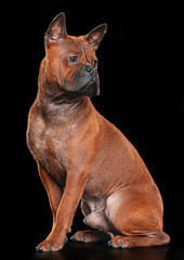 Chongqing Dog Isolated  on Black Background in studio
