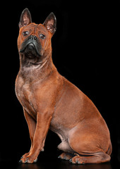 Chongqing Dog Isolated  on Black Background in studio