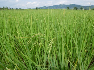 organic rice,nature green