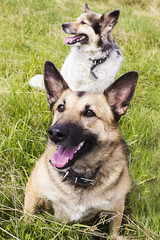 The dog looking at her owner