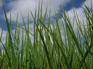 organic rice,nature green