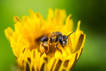 Closeup of a bee extracting nectar and pollen from a dandelion flower on a blurred green background