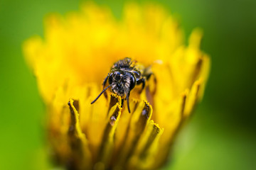 Closeup of a bee extracting nectar and pollen from a dandelion flower on a blurred green background