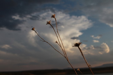 flores peque&ntilde;as