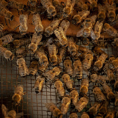 Beekeeping in Slovenia