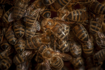 Fototapeta premium Beekeeping in Slovenia