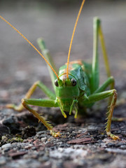 grashüpfer