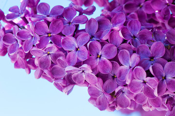 Obraz premium Spring background with lilacs
