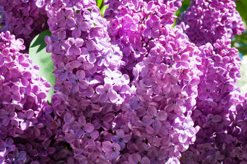 Spring background with lilacs