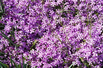 Fototapeta premium Spring background with lilacs