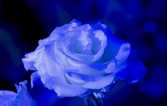 Blue Roses With Dew Drops Images Browse 1 155 Stock Photos Vectors And Video Adobe Stock