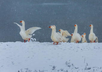 Geese on the pond in the winter. It's a nasty day. Geese on walks on a winter day. Pond in the village.