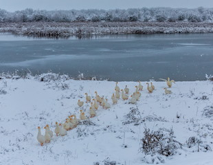 Fototapeta premium Geese on the pond in the winter. It's a nasty day. Geese on walks on a winter day. Pond in the village.