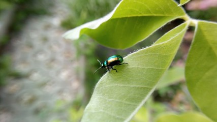 Beetle
