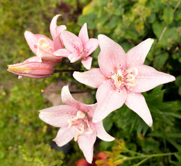 Lilies are pink after the rain.
