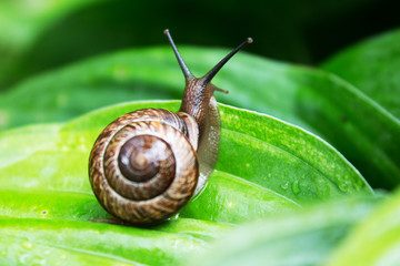 Snail on a green leaf in a summer rainy day in the Leningrad region.