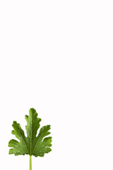 Green leaf of zucchini at white background
