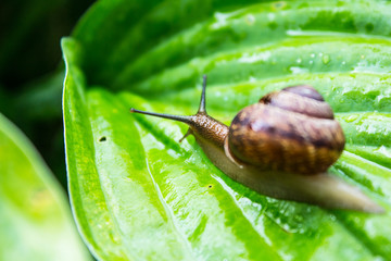 Snail on a green leaf in a summer rainy day in the Leningrad region.