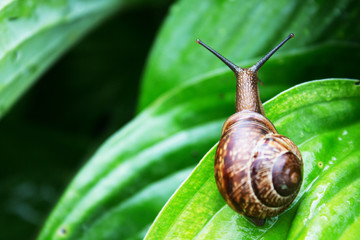 Snail on a green leaf in a summer rainy day in the Leningrad region.