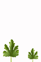 Two green leaves of zucchini at white background