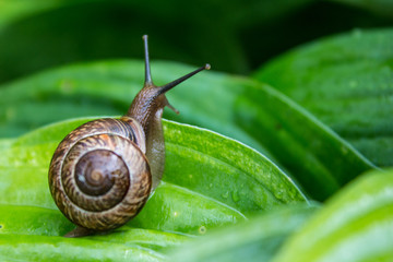 Snail on a green leaf in a summer rainy day in the Leningrad region.
