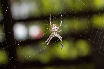 A spider on a cobweb in a summer gazebo in the Leningrad Region.