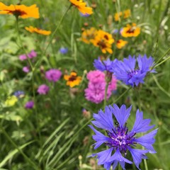 Fleurs de champs, jardin sauvage