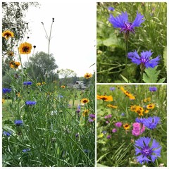 Fleurs de champs, jardin sauvage