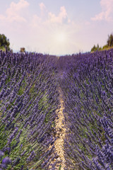 Lavender field. Harvesting. Beautiful sky. Against the backdrop of mountains and clouds. French Provence. Surroundings of Valansol. Map. Toned.