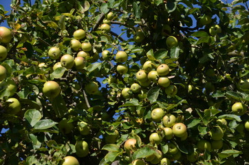 Apfelernte mit Apfelpflücker im Obstgarten