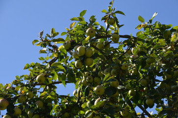 Apfelernte im Spätsommer mit Abfelpflücker