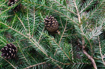 Branches of an evergreen tree with cones, stacked on pile on a table. Background