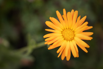 Ringelblume