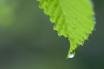 Gouttes d'eau sur une feuille