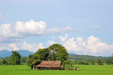 Rice fields in countryside in Chingmai, Thailand