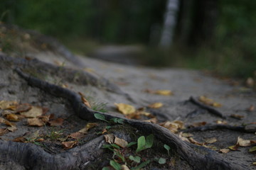 stream in forest