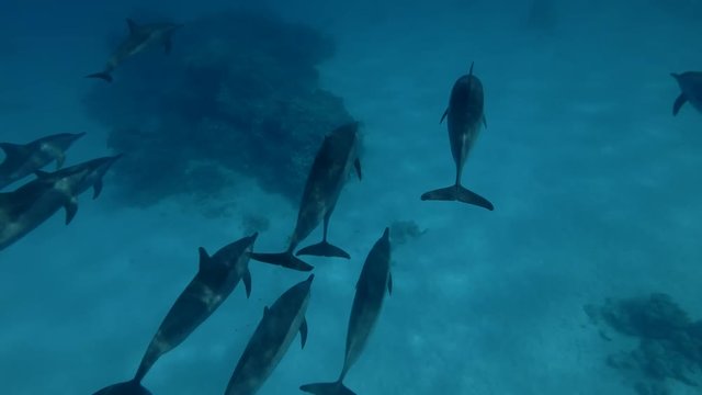 A pod of Spinner Dolphins swims over the sandy bottom and rise to the surface of water (Underwater shot, 4K / 60fps)
