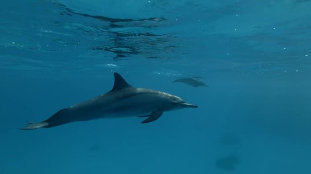 Dolphin swim in the blue water (Spinner Dolphin, Stenella longirostris) Close-up, Underwater shot, 4K / 60fps
