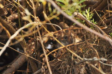 Water mouse peeking out of grass