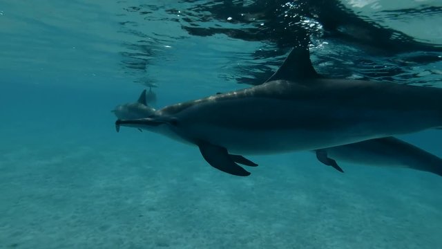 Group of dolphins swim under surface of the blue water (Spinner Dolphin, Stenella longirostris) Close-up, Underwater shot, 4K / 60fps
