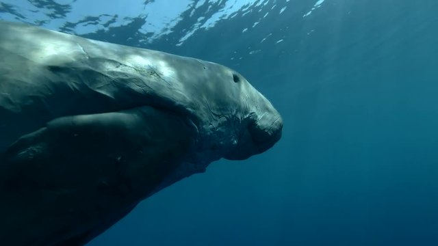 Portrait of Dugong swim and sleeps in the blue water (Dugong or Sea Cow, Dugong dugon) Close-up, Underwater shot, 4K / 60fps
