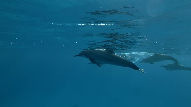 Group of Dolphins swim and playing under surface in the blue water (Spinner Dolphin, Stenella longirostris) Close-up, Underwater shot, 4K / 60fps
