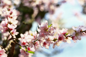 Beautiful peach blossom