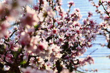 Beautiful peach blossom