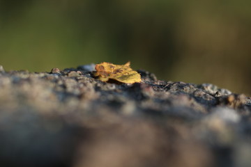 lizard on rock