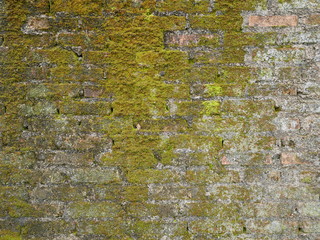 texture of old wall,moss on the floor