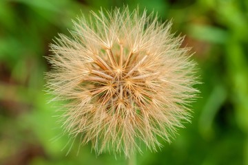 Dry bloom on the meadow - closeup