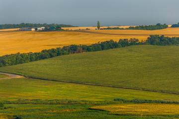 Green fields. Agricultural landscape. Harvest. South of Russia. Geometry of fields.
