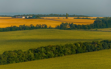 Green fields. Agricultural landscape. Harvest. South of Russia. Geometry of fields.