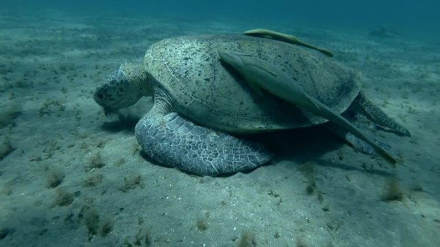 Old male Green sea turtle eats sea grass on the bottom (Chelonia mydas) Close-up, Underwater shot, 4K / 60fps
